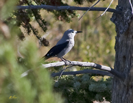 Clarks Nutcracker